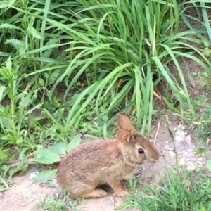 Wascally and maybe wabid, but follow this fellow to find the freshest edible fruits.